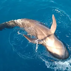 Guest photo: dolphin right under the bow Bottlenose dolphin rolling just below the surface next to the yacht