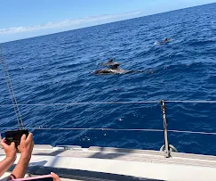 Guest photo: dolphins ahead Dolphins swimming in the distance seen from the deck of the yacht
