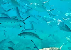 Guest photo: snorkelling Shoal of fish under water, seen while snorkelling on a boat trip