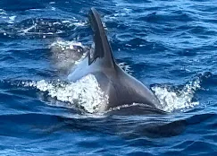 Guest photo: pilot whale Pilot whale surfacing with a splash, photographed from the yacht by a guest