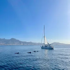 Guest photo: whales and sails Pilot whales surfacing near a sailing yacht with the Tenerife mountains behind