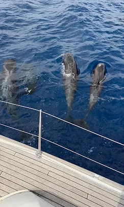 Guest photo: pilot whales at the bow Three pilot whales swimming just beside the bow of the yacht