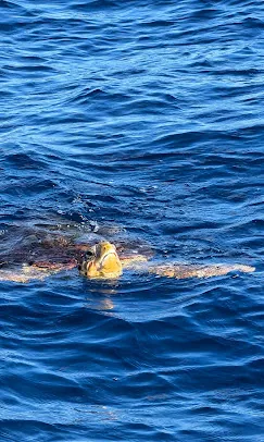 Guest photo: sea turtle Loggerhead sea turtle swimming at the surface in deep blue water off Tenerife